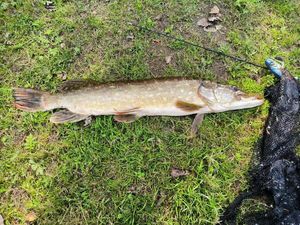 Northern Pike