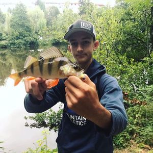 European Perch