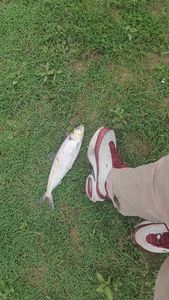 Twaite Shad