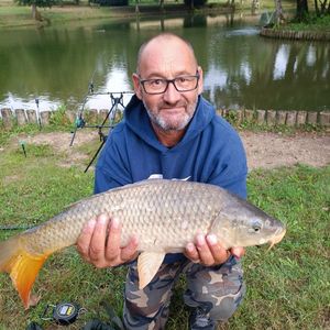 Common Carp
