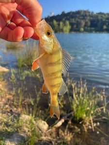 European Perch