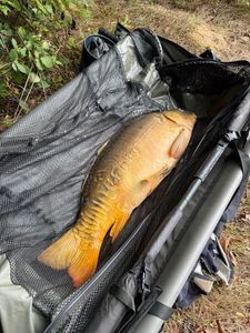 Mirror Carp