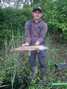 Northern Pike