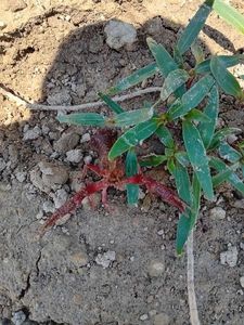 Red Swamp Crayfish