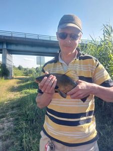 Tench