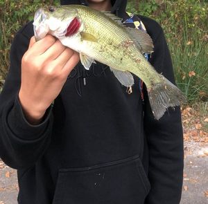 Smallmouth Bass