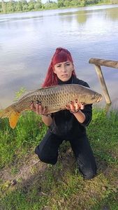 Common Carp