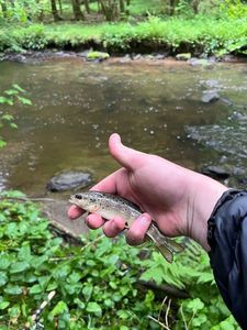 Brown Trout