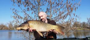 Common Carp