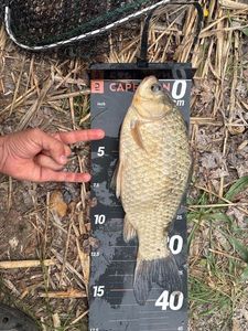 Crucian Carp