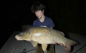 Common Carp