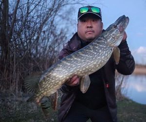 Northern Pike