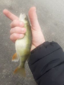 European Perch