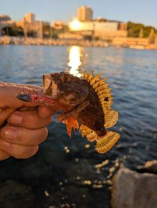 Brown Scorpionfish