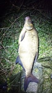 Common Bream