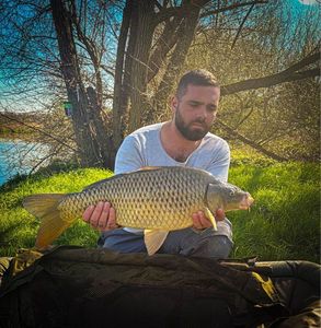 Common Carp