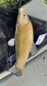 Tench