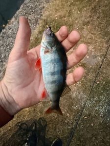 European Perch