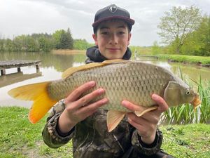 Common Carp