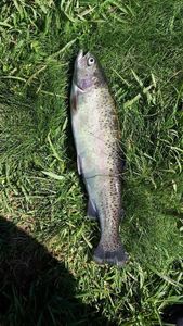 Rainbow Trout