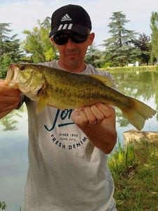 Largemouth Bass