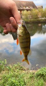 European Perch
