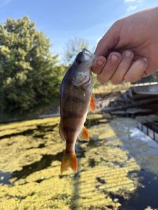 Yellow Perch