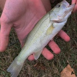 Largemouth Bass