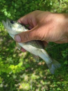Largemouth Bass