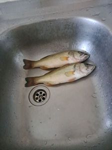 Largemouth Bass