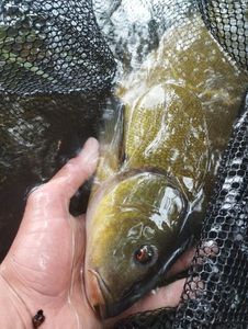 Tench