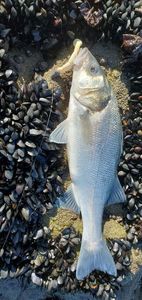 European Bass (Seabass)
