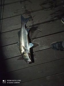 European Bass (Seabass)