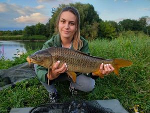 Common Carp