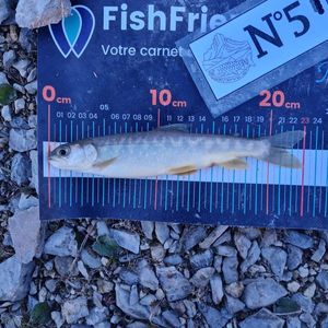 Arctic Char