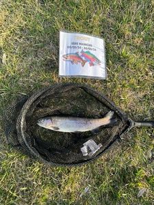 Rainbow Trout