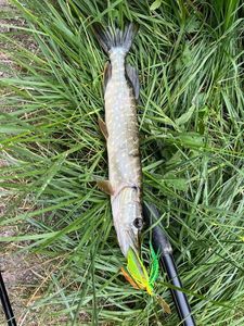 Northern Pike