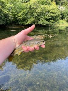 Brown Trout