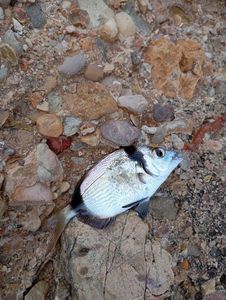 White Seabream