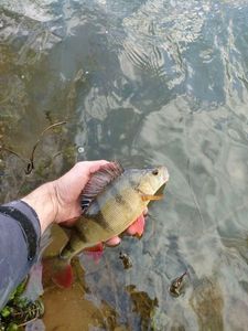 European Perch
