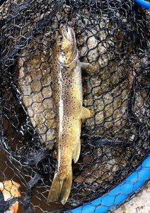 Brown Trout