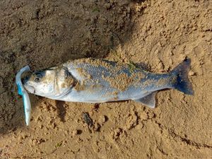 European Bass (Seabass)