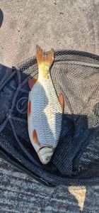 Roach