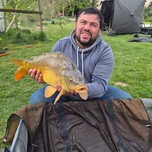 Mirror Carp