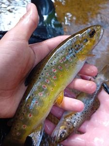 Brown Trout