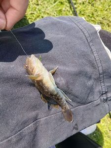 Round Goby