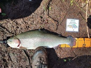 Rainbow Trout