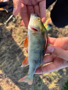 European Perch