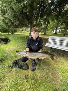 Northern Pike