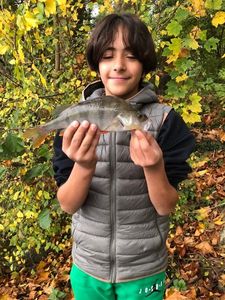 European Perch